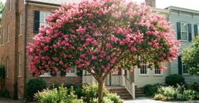 A árvore perfeita para calçadas estreitas: cresce rápido, perfuma o ambiente todo e não levanta um centímetro de concreto