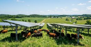 Uma fazenda solar no Tennessee deixou vacas pastarem sob painéis móveis, e o experimento pode mudar o destino das terras ocupadas pela energia limpa