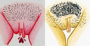 Ilustrações celebram a beleza e a diversidade da vagina