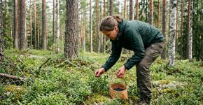 Caminhar pela natureza e colher frutos silvestres faz parte de um direito tradicional na Finlândia: como funciona essa liberdade e quais limites protegem moradores e ambientes naturais