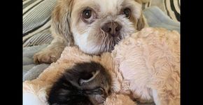 Cachorro acolhe gatinha com deficiência: ‘ele tem uma natureza tão gentil’