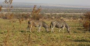 Hotel oferece aulas de fotografia na savana sulafricana