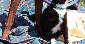 “Castração Gratuita de Cães e Gatos” abre as inscrições neste domingo