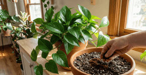 A jiboia fica mais verde e resistente se receber esse ingrediente natural uma vez por mês