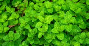 Hortelã: 7 benefícios da planta para a saúde e como usá-la