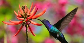 Foto: (Pedro Cristales - Parque Ibirapuera Conservação - divulgação)