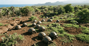 A ilha que estava em colapso e agora vai ser salva por 50 animais resgatados