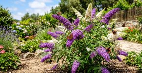 A planta que não precisa de água, ama o calor e transforma o jardim num oásis de borboletas