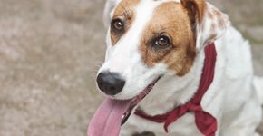 5 curiosidades sobre os cães vira-latas