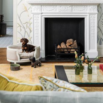 Featured mobile: Hotel em Londres transforma estadia de cães em parte da experiência de quem viaja com pet