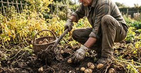 A tarefa de setembro que ajuda a proteger as batatas antes do fim da temporada: retire os tubérculos que ainda estão no solo antes que lesmas comecem a danificá-los