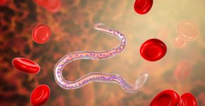 Foto: (iStock/Dr_Microbe)