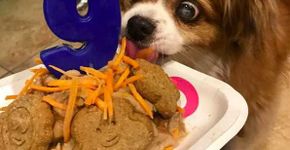 Mês do cachorro louco: veja as mais insanas festas de cães