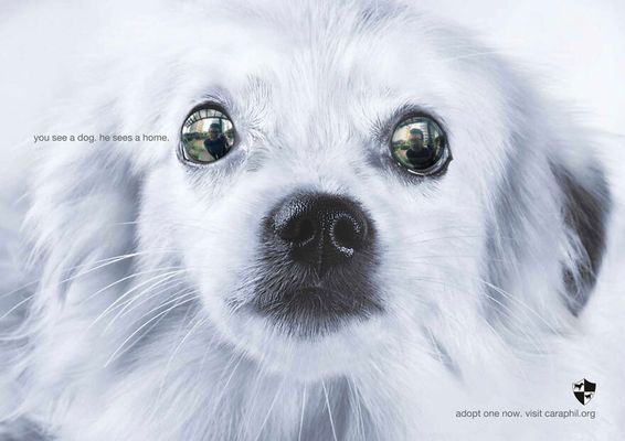 “Você vê um cão. Ele vê um lar” Caraphil, DDB, Manila, Filipinas.