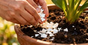 O truque da casca de ovo que faz qualquer planta crescer mais feliz