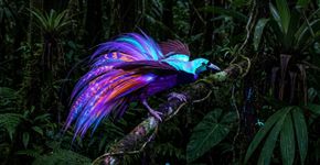 Estudo revela que muitas espécies de aves-do-paraíso emitem luz através de sua plumagem