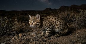 O gato-de-patas-pretas: Eis o quão fofo é o “gato mais mortal do mundo”