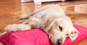 11 sintomas apresentados pelo seu cão que você não deve ignorar