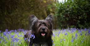 4 características do cachorro da raça skye terrier
