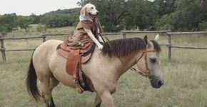 Vídeo que mostra cachorrinha andando a cavalo é o melhor do dia