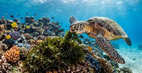 Como as tartarugas marinhas retardam a propagação de uma alga invasora nos recifes do Havaí