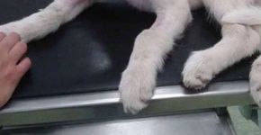 Foto: (Reprodução)