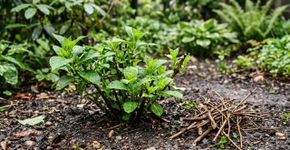 Agora está na hora certa para a poda de da primavera, retire galhos secos e evita que a planta apodreça na raiz