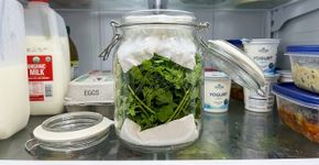 A técnica francesa para conservar ervas frescas na geladeira por mais tempo e evitar que murchem