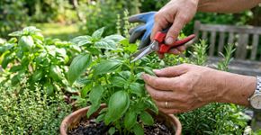 A fórmula indiana de plantar manjericão para que ele tenha folhas abundantes, cresça rápido e possa ser consumido o ano todo