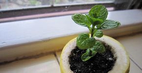 10 maneiras inteligentes para cultivar o seu próprio jardim