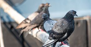 Foto: (TRAVELARIUM/iStock)