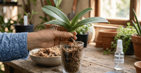 Como fazer uma orquídea sem raiz se recuperar com a ajuda de um copo de água e musgo úmido