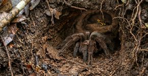 A aranha que mantém pequenos sapos dentro da toca e aparentemente ganha um segurança para proteger seus ovos