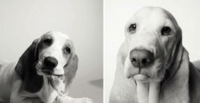 Fotógrafa retrata envelhecimento de cães em imagens comoventes