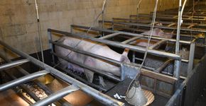 Foto: (Compassion in World Farming)