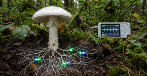 Universidade da Inglaterra choca cientistas com a rede de internet biológica que permite aos cogumelos formar frases completas