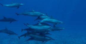 Fernando de Noronha possui a maior concentração de golfinhos oceânicos do planeta