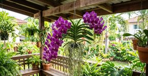 A orquídea tailandêsa que não precisa ser plantada em substrato ou terra e tem impressionado os colecionadores ao redor do mundo
