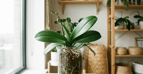 Fazer sua orquídea florescer novamente é mais fácil do que você imagina: 5 maneiras comprovadas.