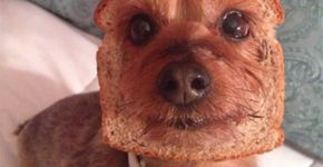 16 posts com cachorros que vão deixar seu dia mais feliz