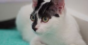 Curso online ensina como cuidar do seu gato