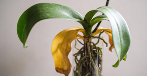 O que sua orquídea tenta te dizer quando as folhas ficam amareladas