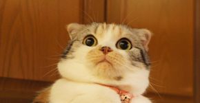 25 gatos que resumem de forma exata a sua vida no trabalho