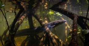 Por que esse peixe da Amazônia é o terror dos pescadores brasileiros