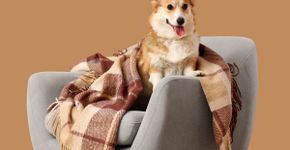 Frio chegando: 5 cuidados para evitar ansiedade e estresse em cães