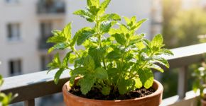Plantei essa planta e nunca mais precisei comprar remédio pra dormir