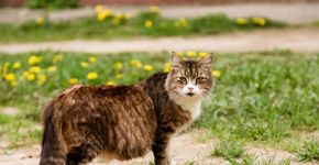 Gestação de gata: confira cada etapa e os cuidados necessários 