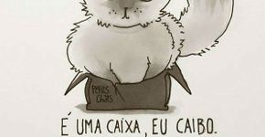 Livro ilustrado mostra como é a vida a partir da visão dos gatos