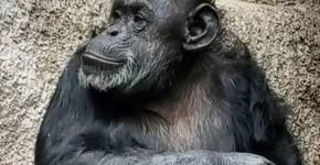 Chimpanzé ganha habeas corpus para viver em santuário no Brasil