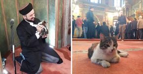 Mesquita abre suas portas para gatos de rua ficarem aquecidos